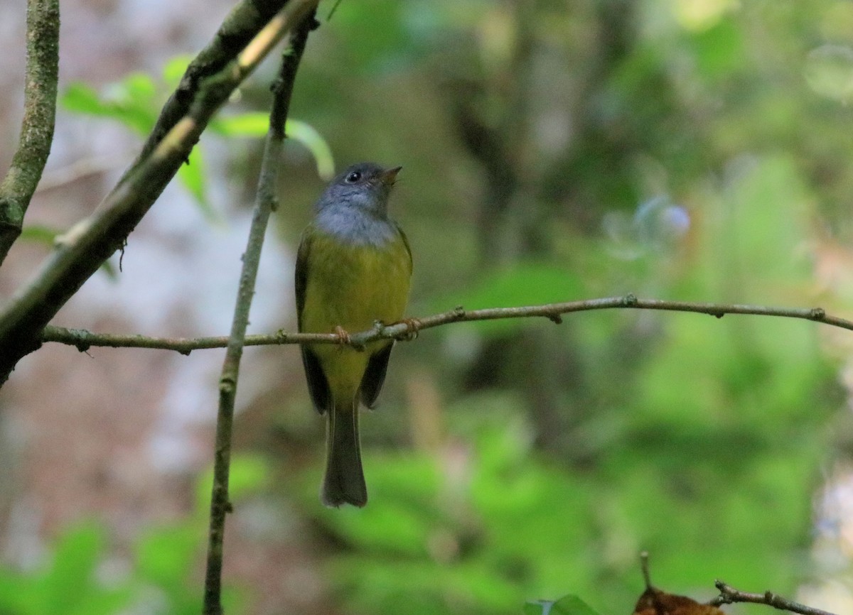 Gray-headed Canary-Flycatcher - ML98486861