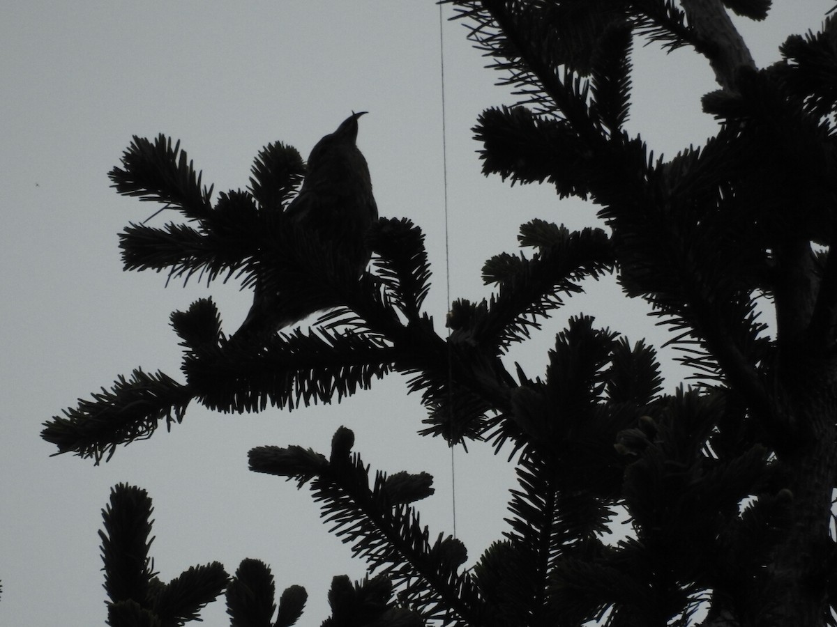 Гацуурын солбин хошуут - ML98487581