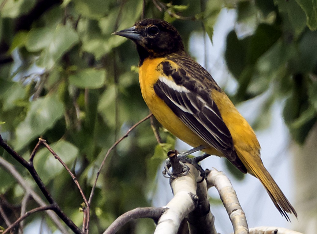 Baltimore Oriole - ML98488191