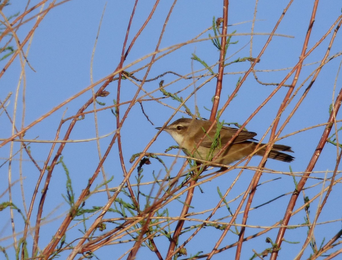Paddyfield Warbler - ML98488691