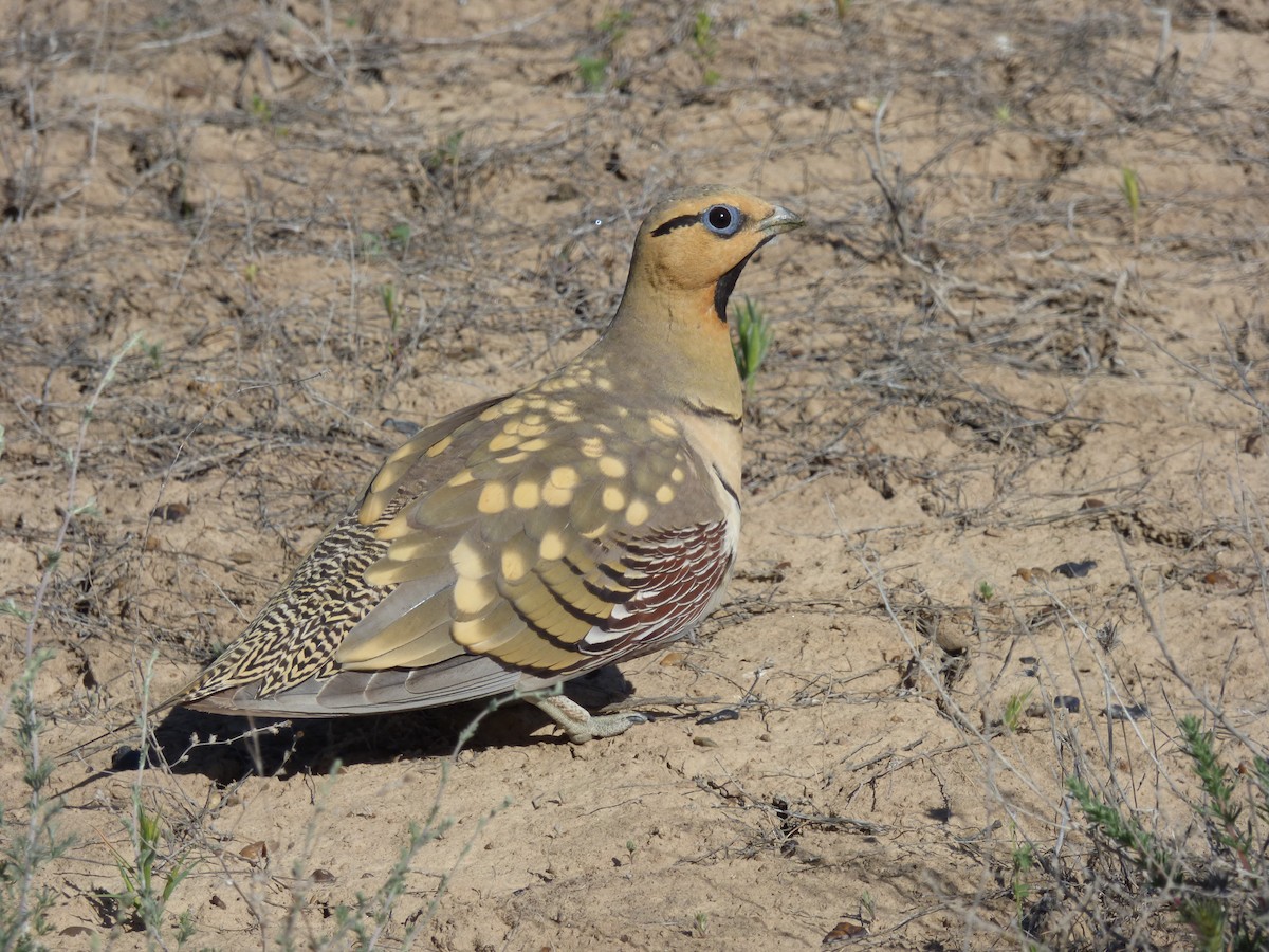 Pin-tailed Sandgrouse - ML98488861