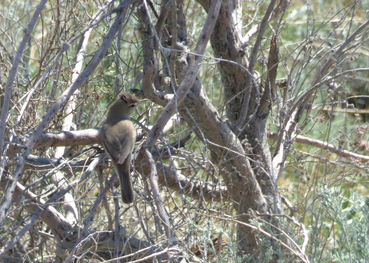 Upcher's Warbler - ML98488881