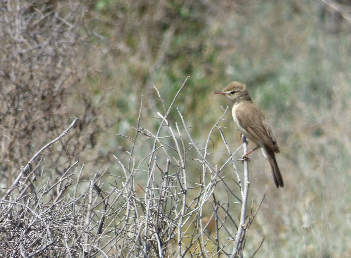 Upcher's Warbler - ML98488891