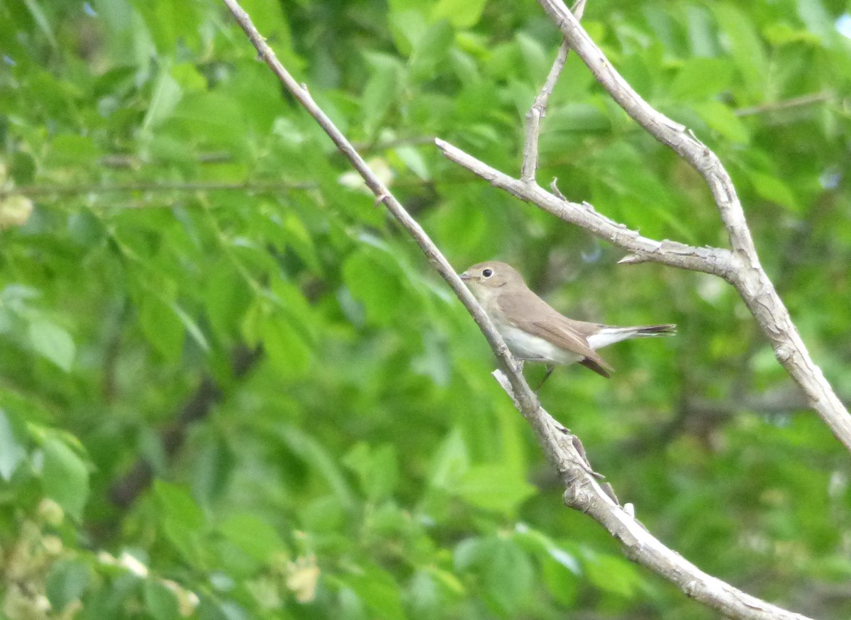 Red-breasted Flycatcher - ML98488931