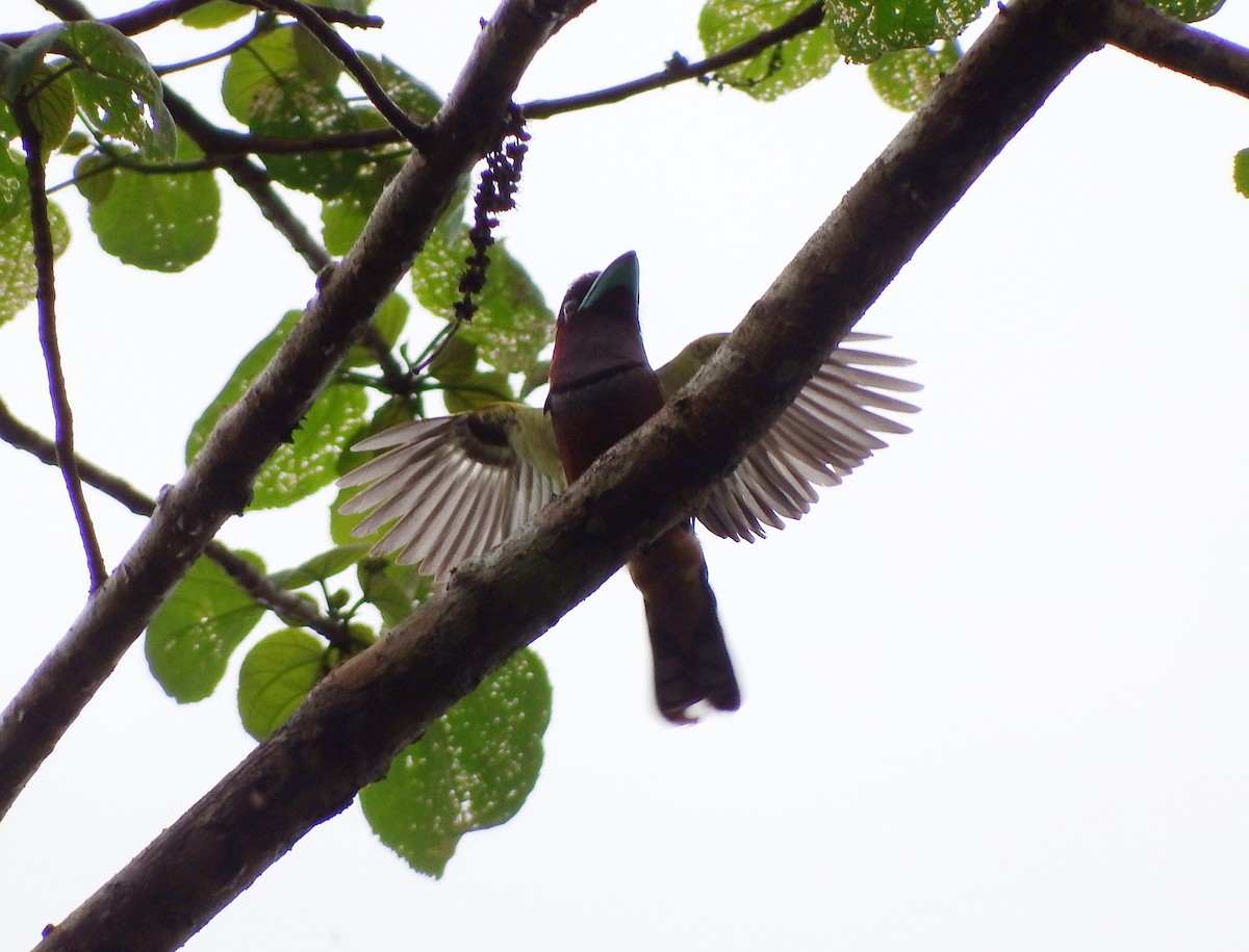 Banded Broadbill - ML98488961