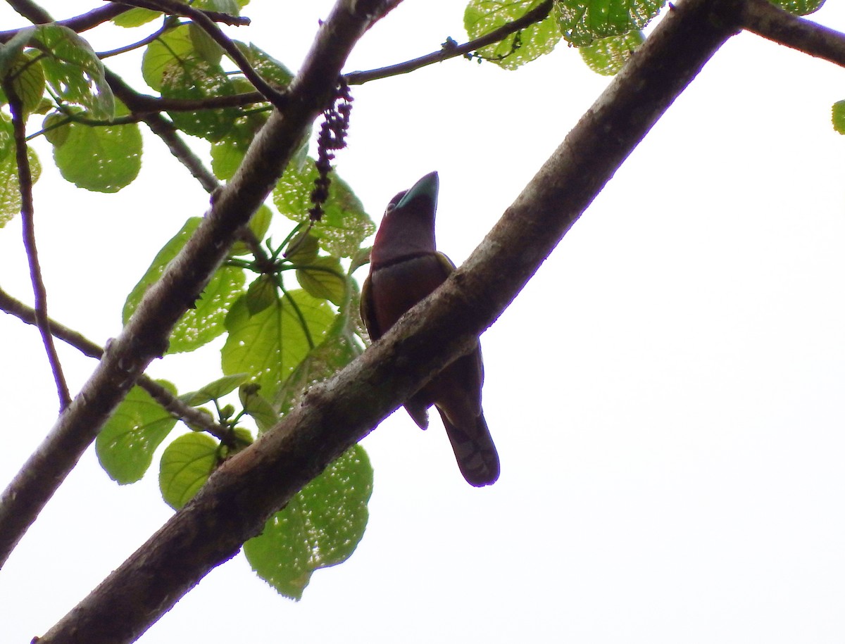 Banded Broadbill - ML98488971