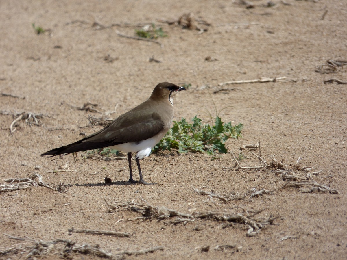 Black-winged Pratincole - ML98489161
