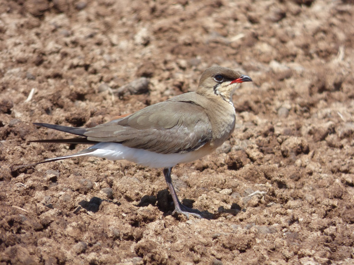 Collared Pratincole - ML98489171