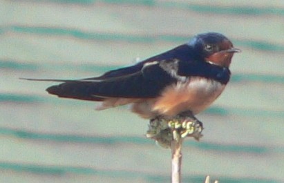 Barn Swallow - William Flack