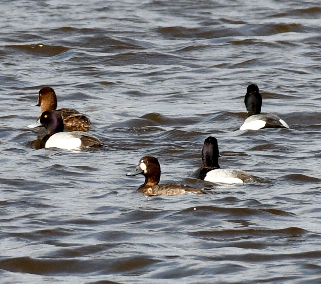 Greater Scaup - ML98489241