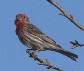 House Finch - William Flack