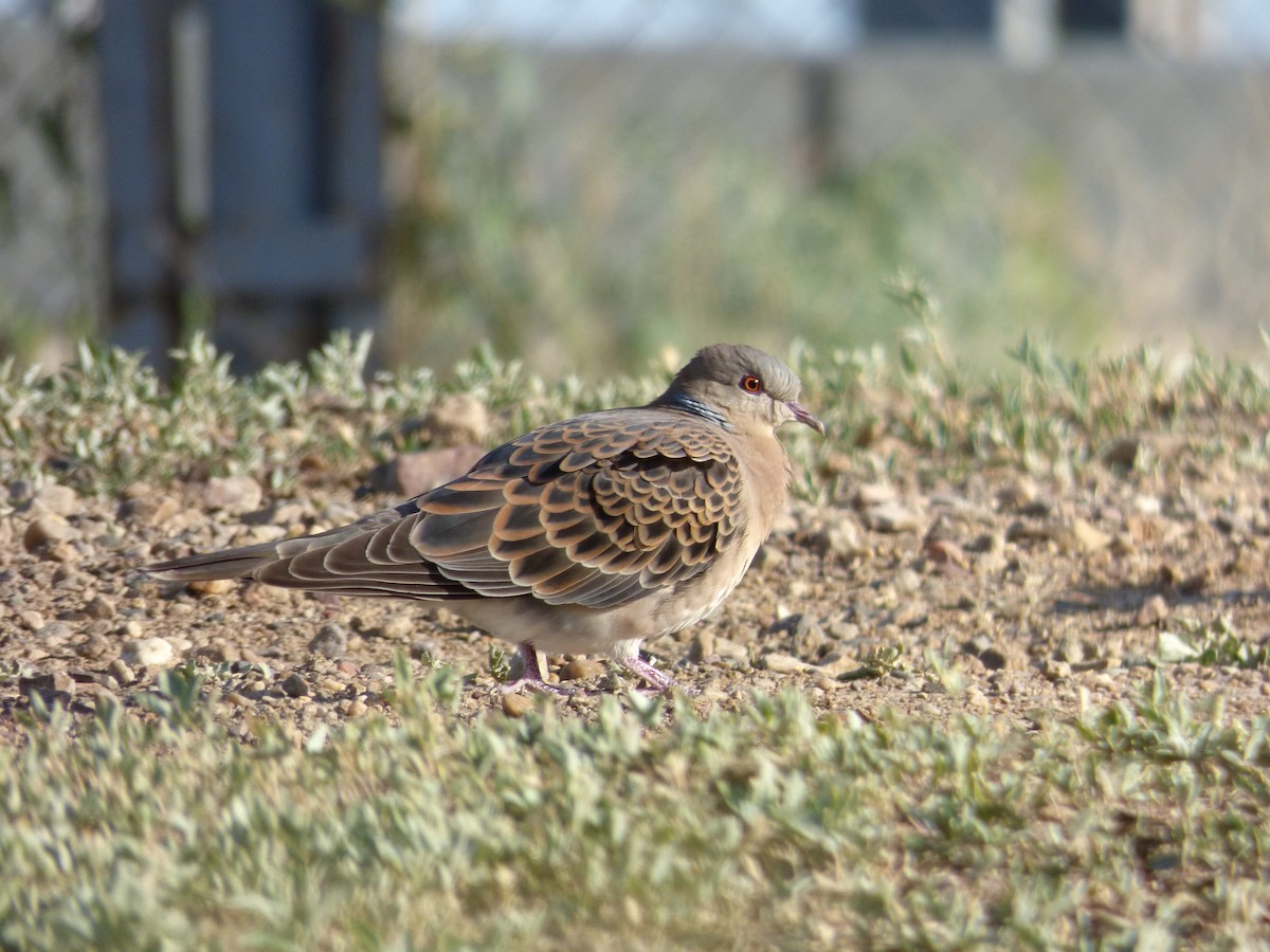 Oriental Turtle-Dove - ML98489331