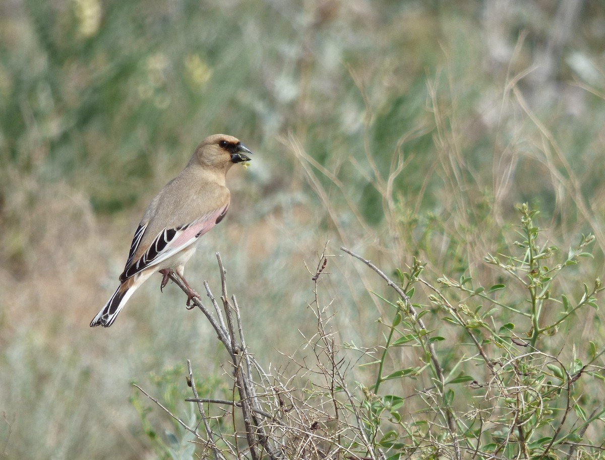 Desert Finch - ML98489471