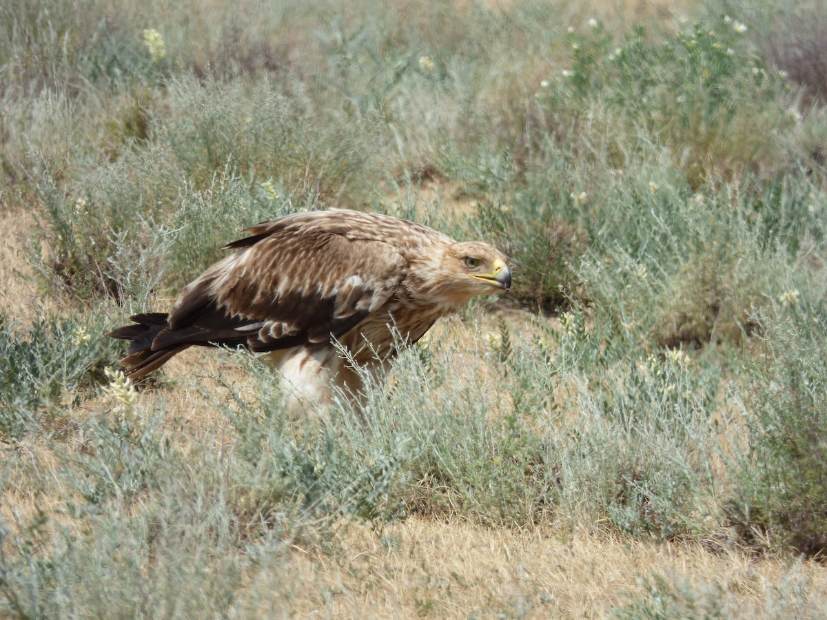 Imperial Eagle - Thibaut RIVIERE