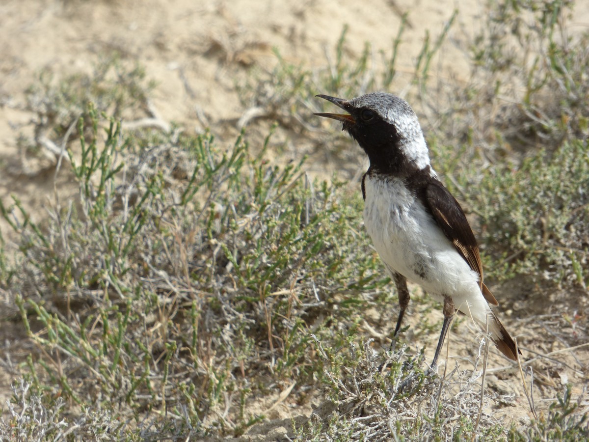 Finsch's Wheatear - ML98490091