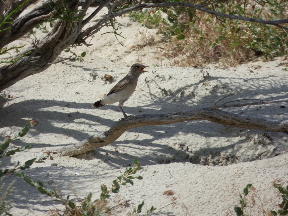 Finsch's Wheatear - ML98490101