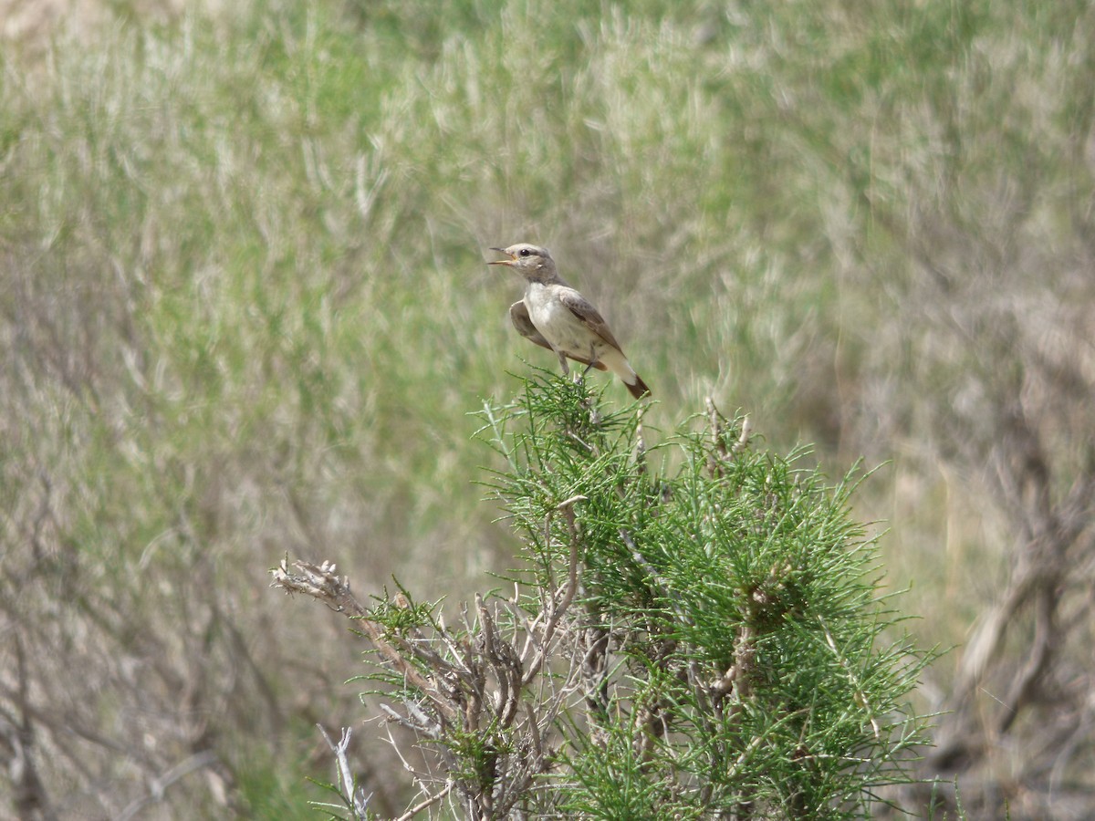 Finsch's Wheatear - ML98490111