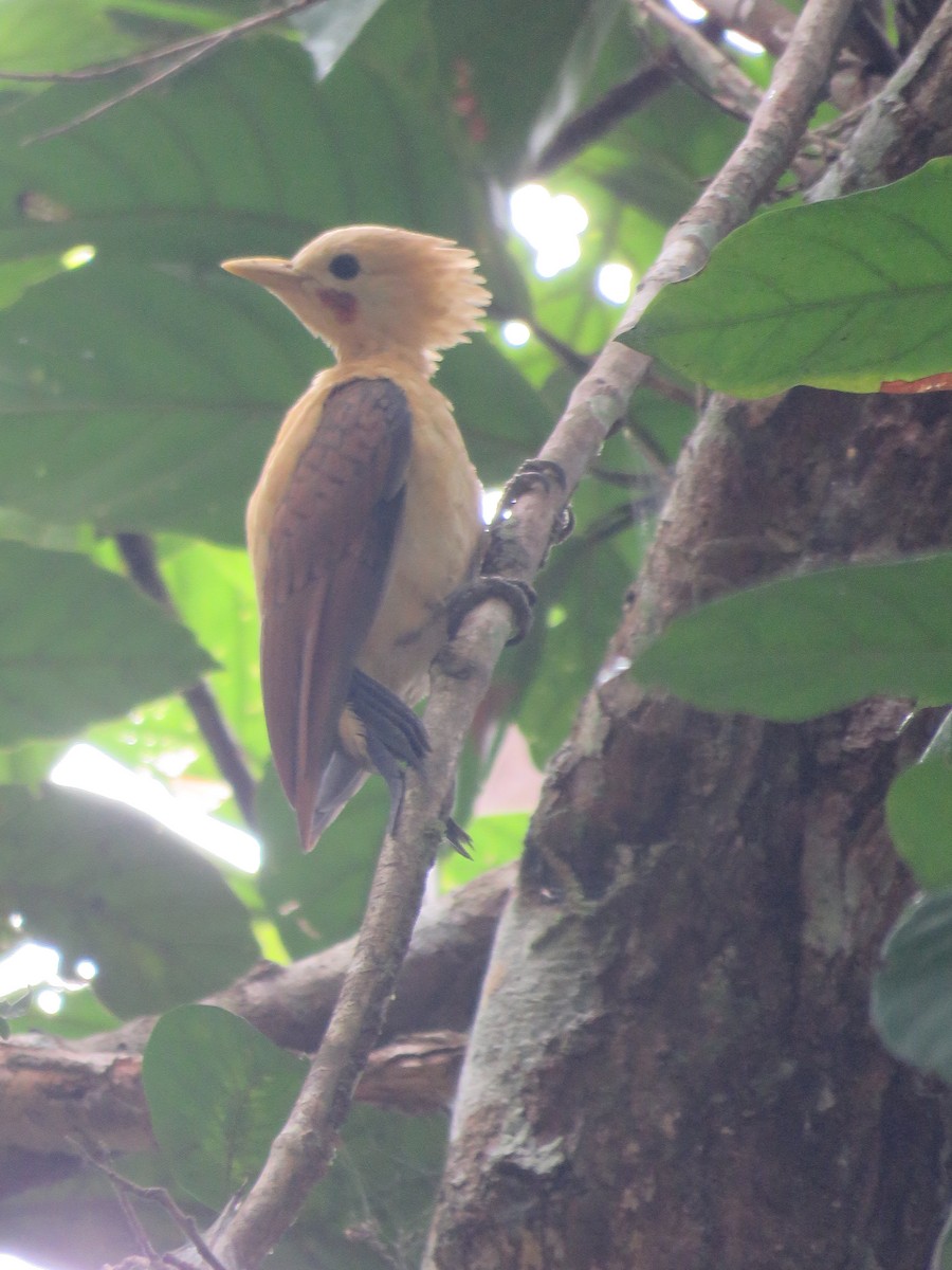 Cream-colored Woodpecker - ML98490151