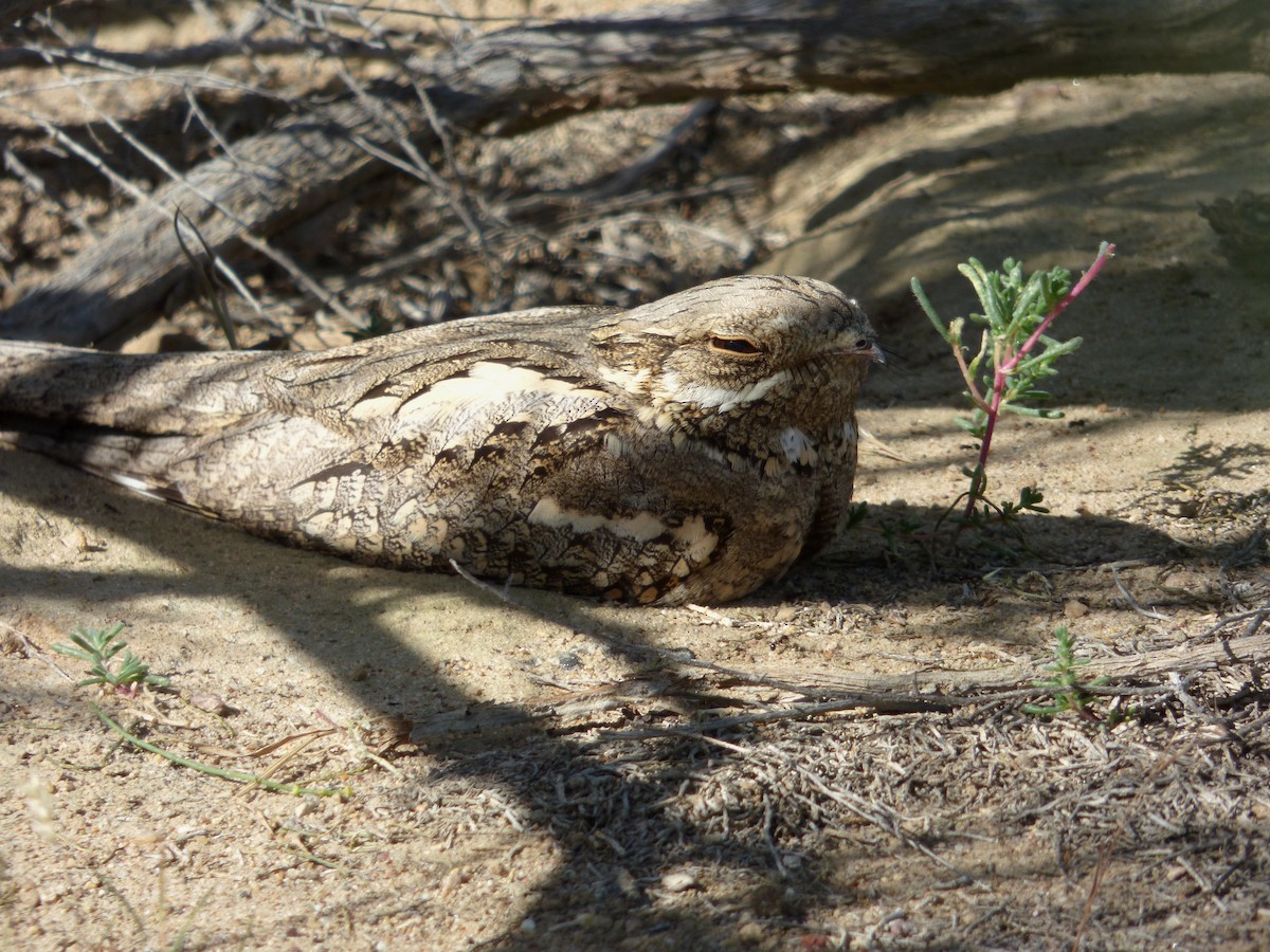 Eurasian Nightjar - ML98490751