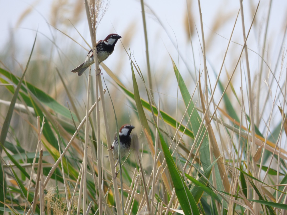 Spanish Sparrow - Thibaut RIVIERE