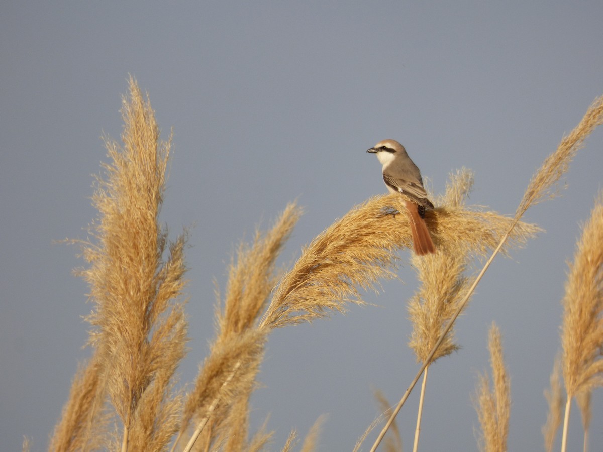 Red-tailed Shrike - ML98491141