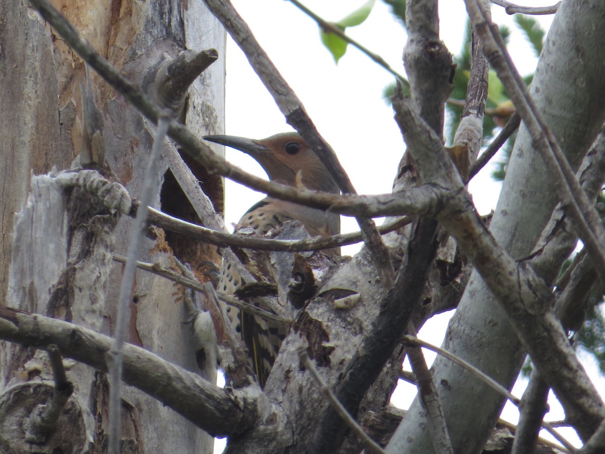 Northern Flicker - ML98491401