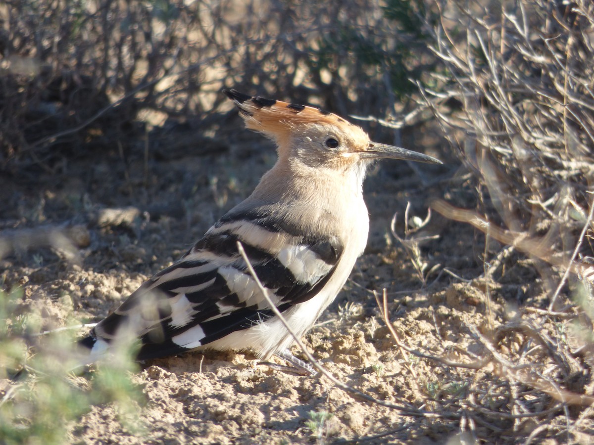 Eurasian Hoopoe - Thibaut RIVIERE