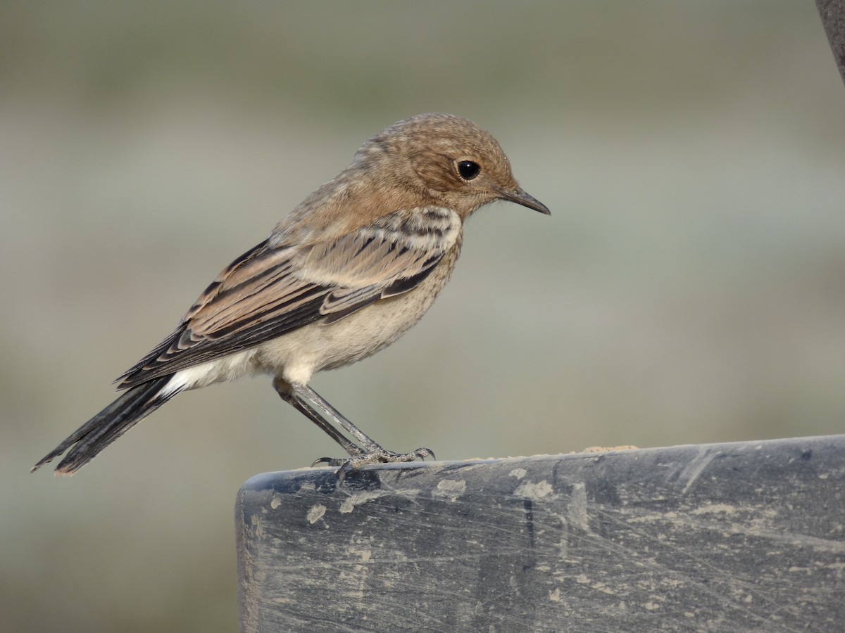 Desert Wheatear - ML98491551