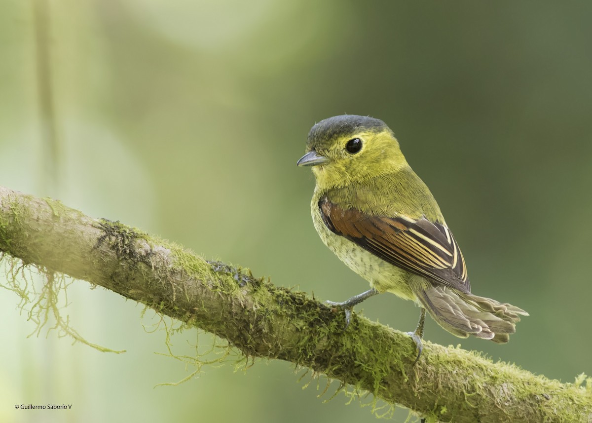 Barred Becard - Guillermo Saborío Vega