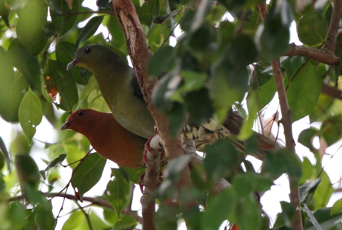 Cinnamon-headed Green-Pigeon - Ang TH