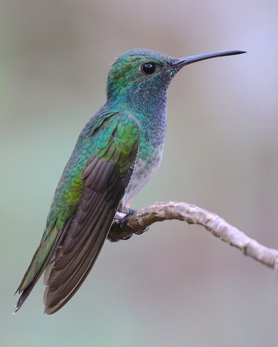 Mangrove Hummingbird - ML98492931