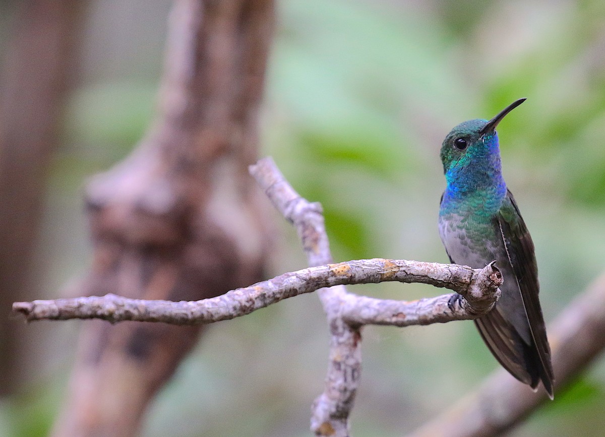 Mangrove Hummingbird - ML98492971