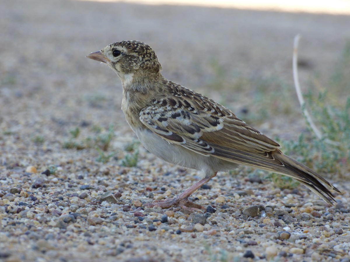 Horned Lark (Brandt's) - ML98493001