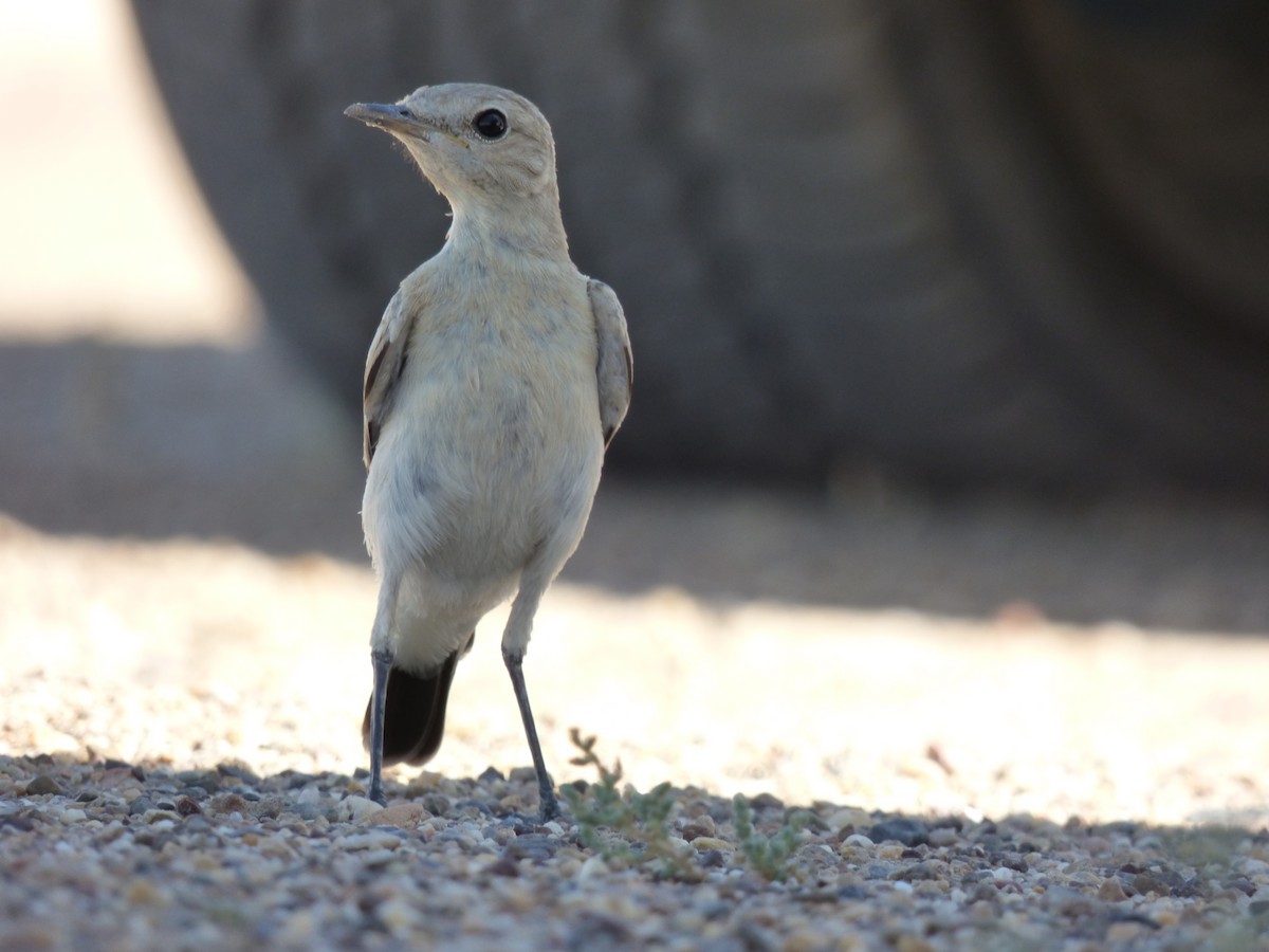 Isabelline Wheatear - Thibaut RIVIERE