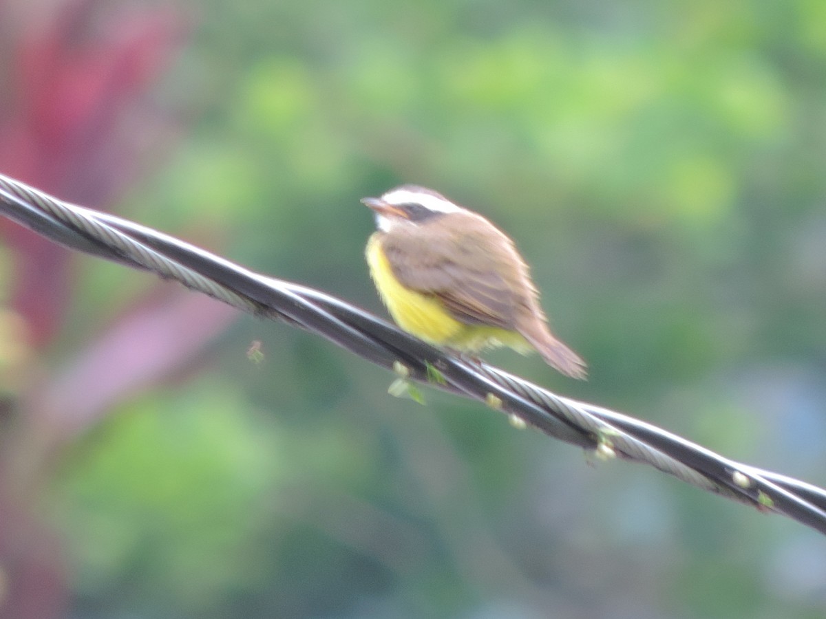 Rusty-margined Flycatcher - ML98493121