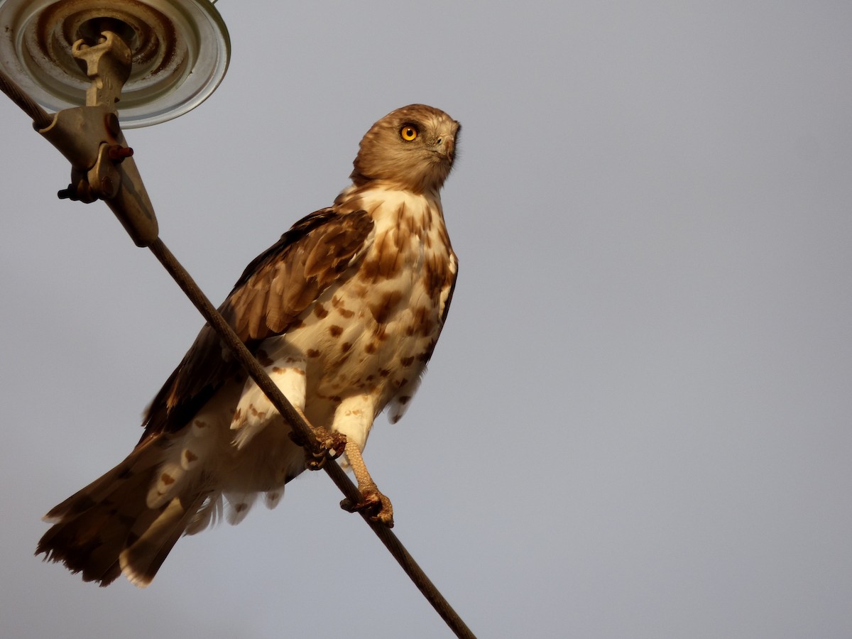 Short-toed Snake-Eagle - ML98493281