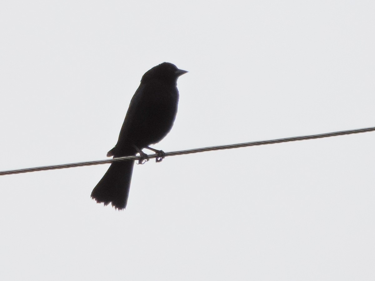 Shiny Cowbird - ML98493751