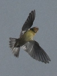 bobolink americký - ML98495101