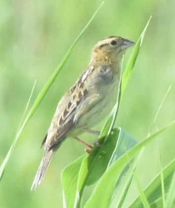 bobolink americký - ML98495111