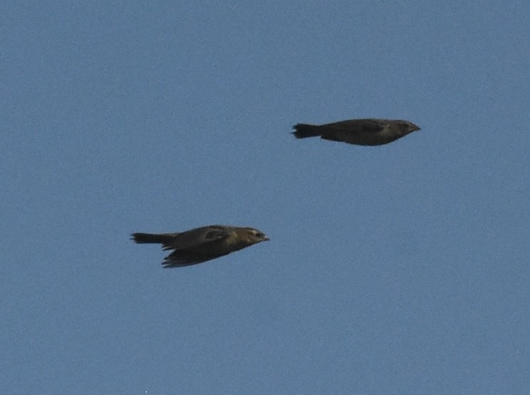 bobolink americký - ML98495131