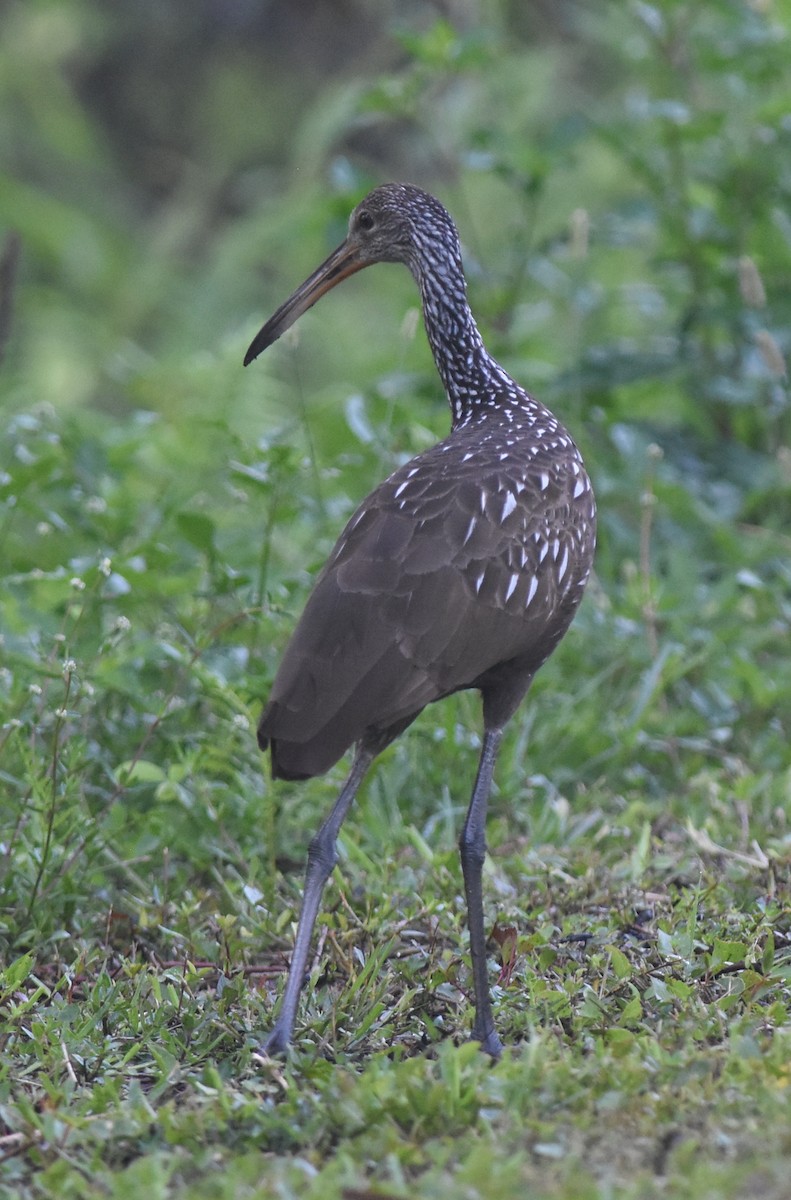 Limpkin - ML98495491