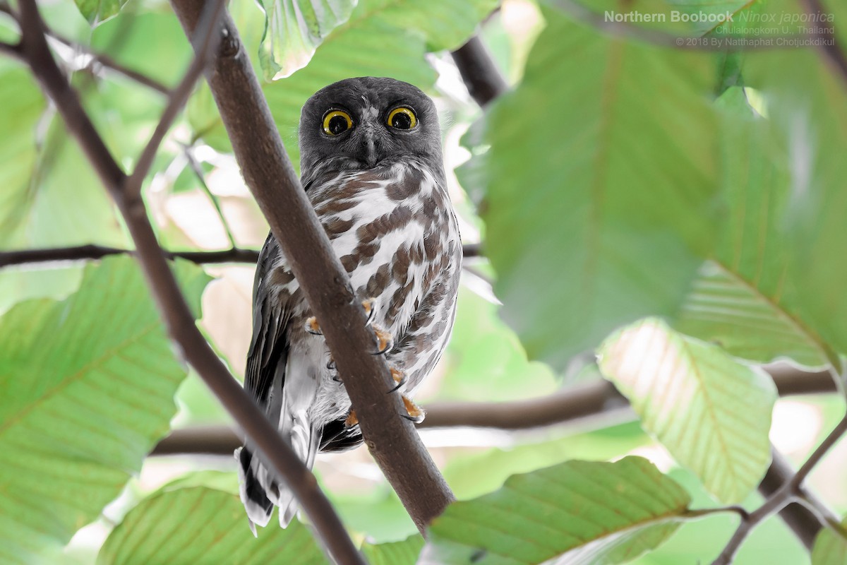 Northern Boobook - Natthaphat Chotjuckdikul