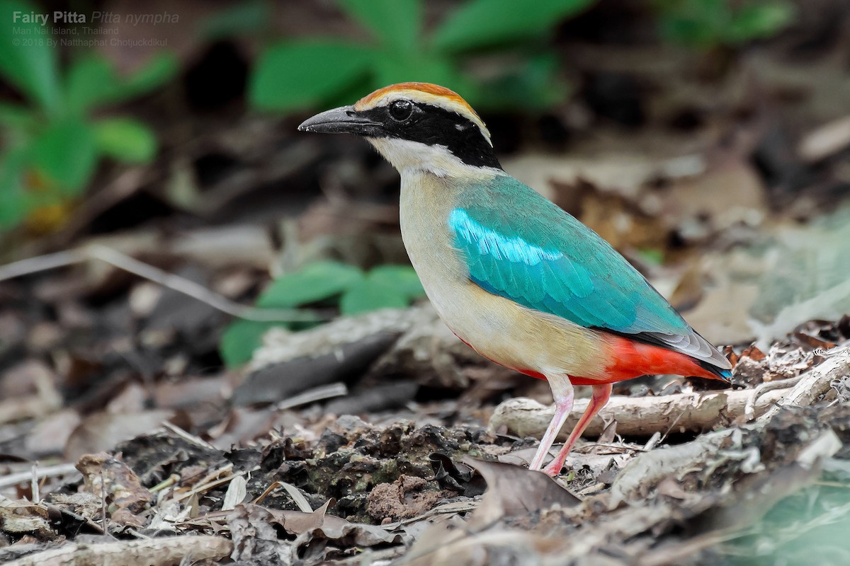 Fairy Pitta - Natthaphat Chotjuckdikul