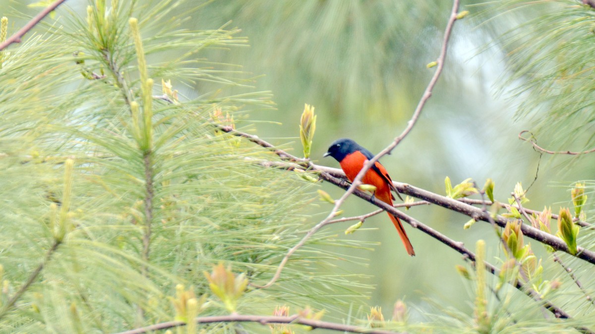 Long-tailed Minivet - ML98497501