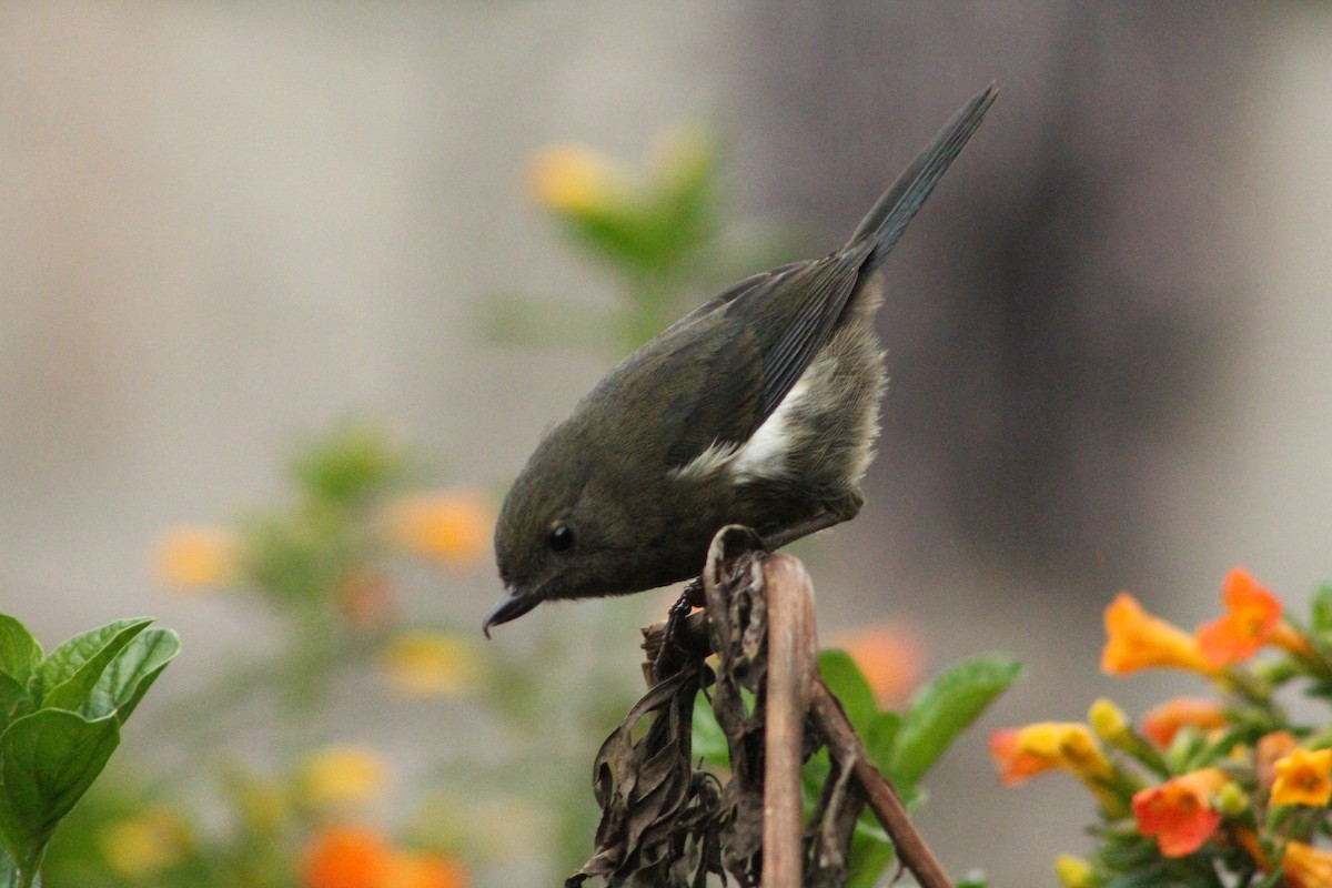 Pinchaflor Flanquiblanco - ML98497561