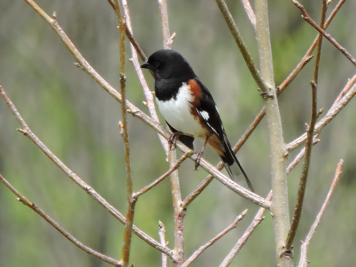 Eastern Towhee - Christopher Dyer