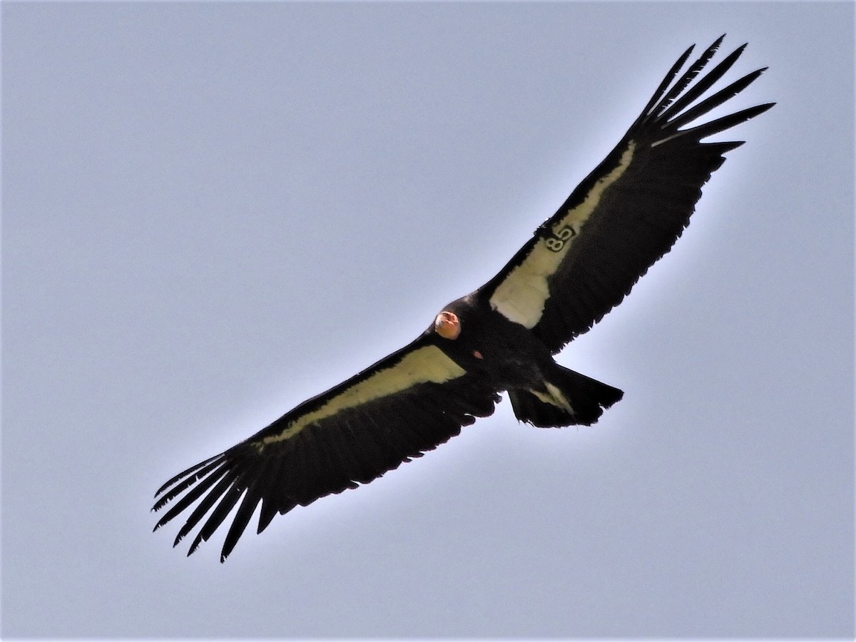 California Condor - ML98498821