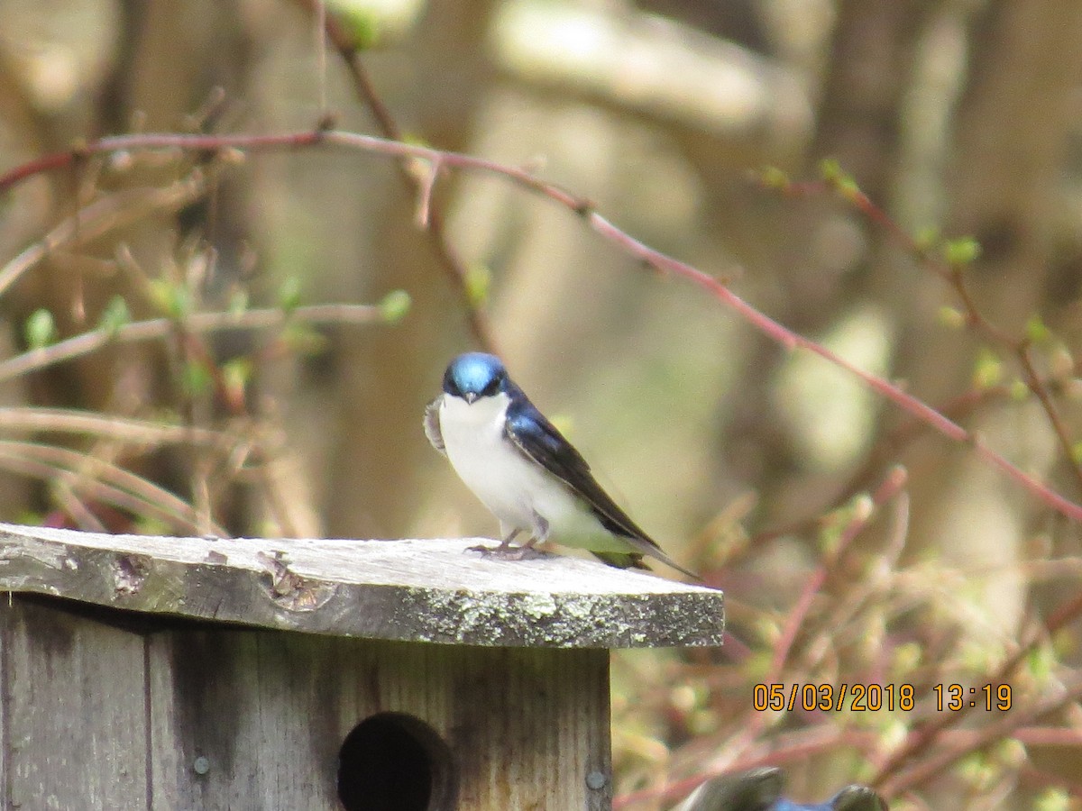 Tree Swallow - Bob Boyd