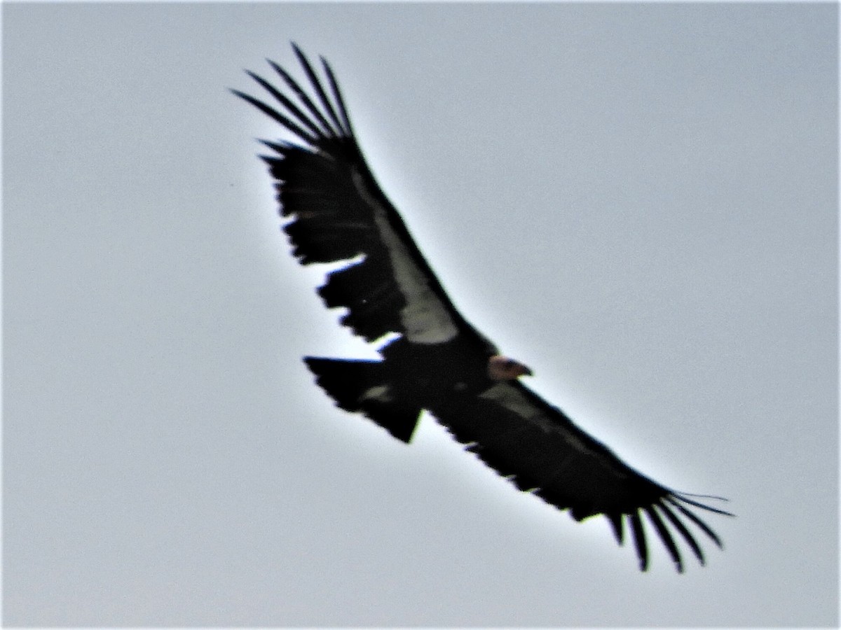 California Condor - ML98499561