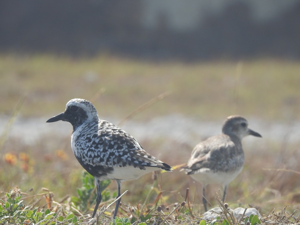 Black-bellied Plover - ML98499651